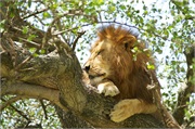 Lions21