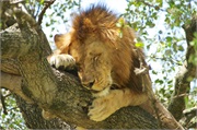 Lions22