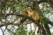 Lions23