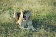 Lions29