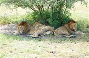 Lions3
