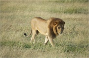 Lions31