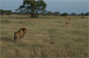 Lions33