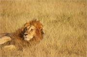Lions34