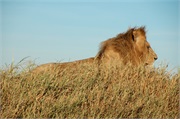 Lions37