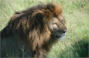 Lions42