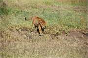 Lions45