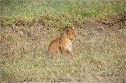 Lions46