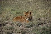 Lions48