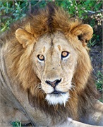 Lions5