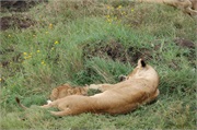 Lions53