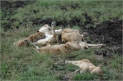 Lions54