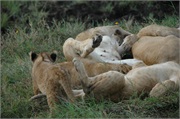Lions55