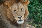 Lions8