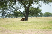 Lions9