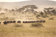 Migration2