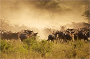 Migration4
