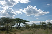 Serengeti10