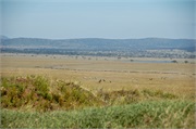 Serengeti12