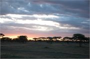Serengeti19