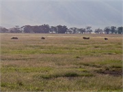 Serengeti24