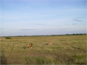 Serengeti5