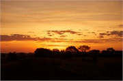 Serengeti6