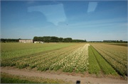 Keukenhoff2