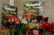 Keukenhoff36
