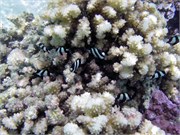 TaaMotu_IMGP1816