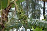 Moorea_DSC_7322