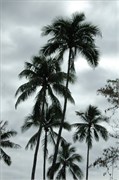 Papeete_DSC_7583