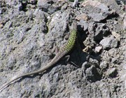 06272009_Messina_Canon_15
