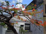 Maceio_03302010-P3300042