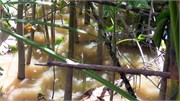 Belem_04042010-IMG_2067