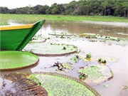 Manaus_04102010-IMG_2502