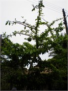 AlterDoChao_04132010-P4120074