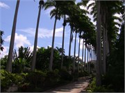 Barbados_04172010-8