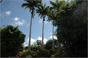 Barbados_04172010-DSC_1346
