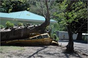 Dominica_04182010-DSC_1536