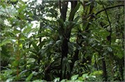 Dominica_04182010-DSC_1617