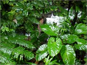 Dominica_04182010-P4180074