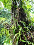 Dominica_04182010-P4180081