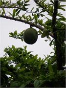 AlterDoChao_04132010-P4120075