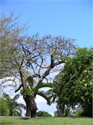 Dominica_04182010-IMG_2711