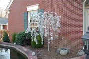 Trey_D50_DSC_0109
