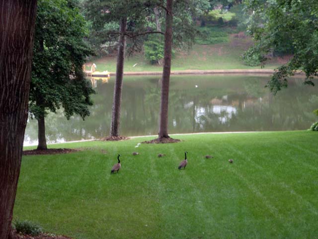 Baby Geese & a White Squirrel, May 27, 2010 
