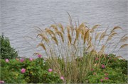 07272010A_Thurso_130