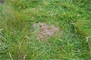07272010B_Thurso_260