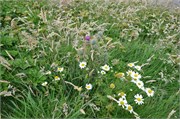 07272010B_Thurso_312